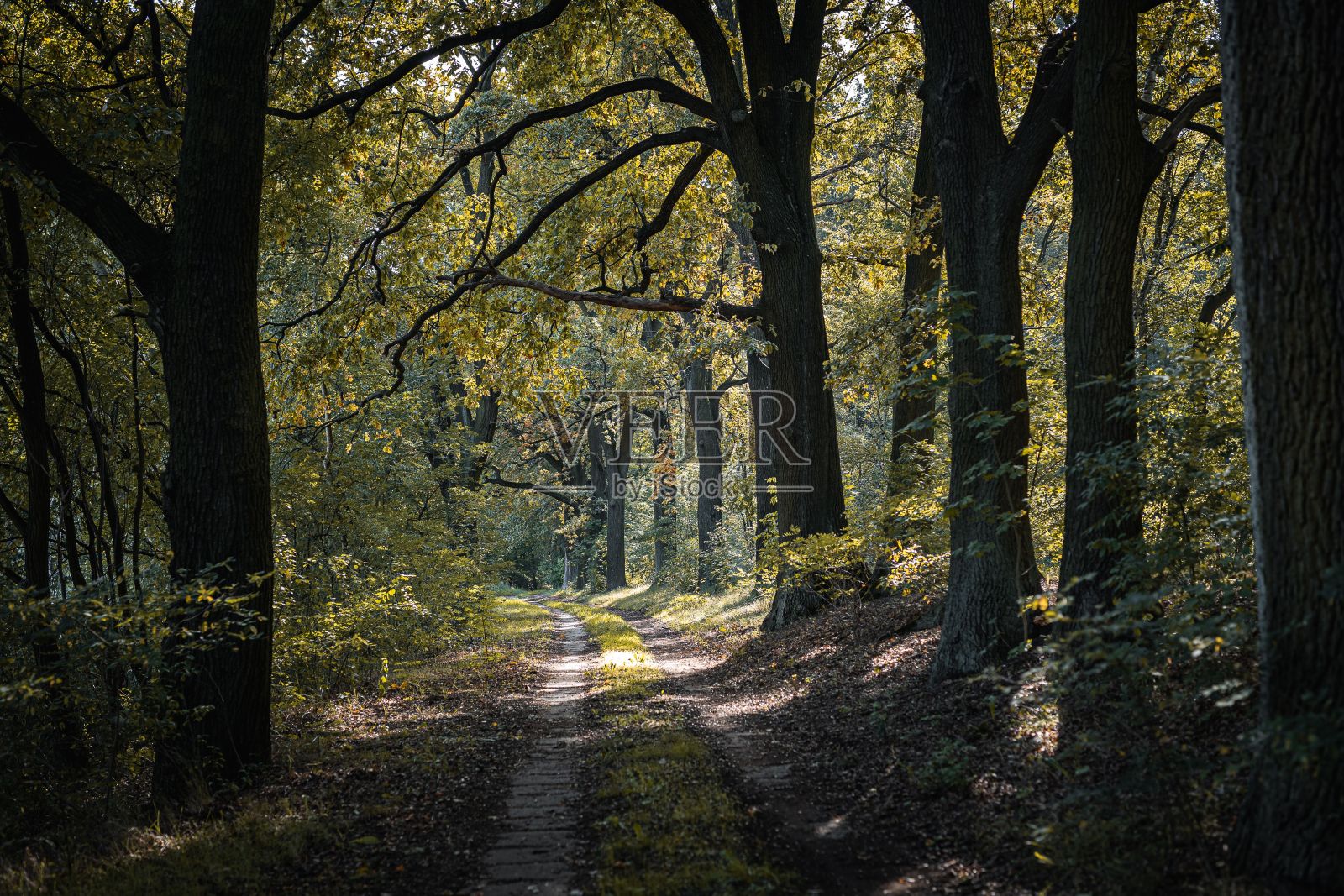 阳光灿烂的日子里，一个美丽的森林的低角度视图照片摄影图片