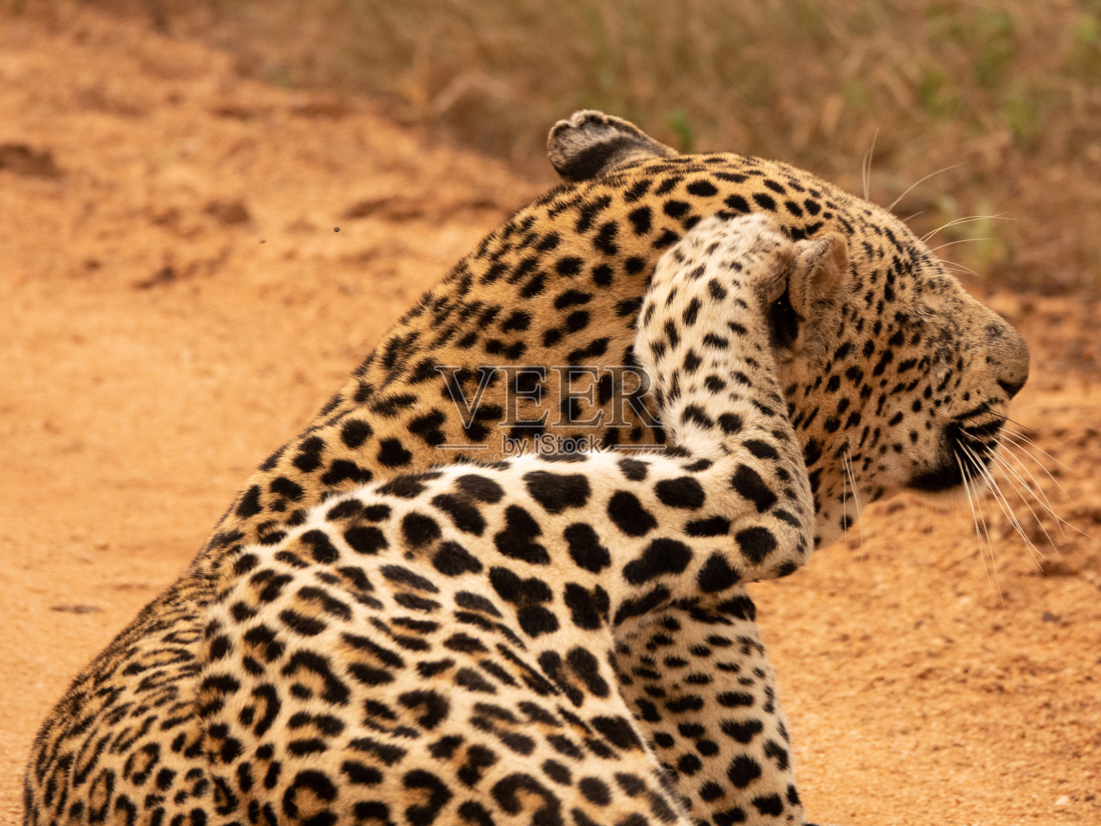 野豹搔痒照片摄影图片