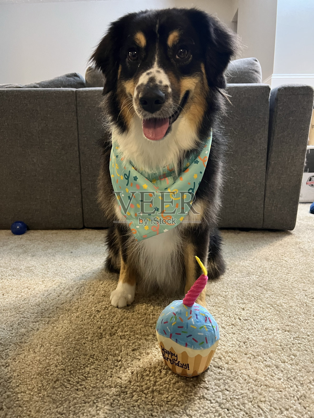 生日狗照片摄影图片