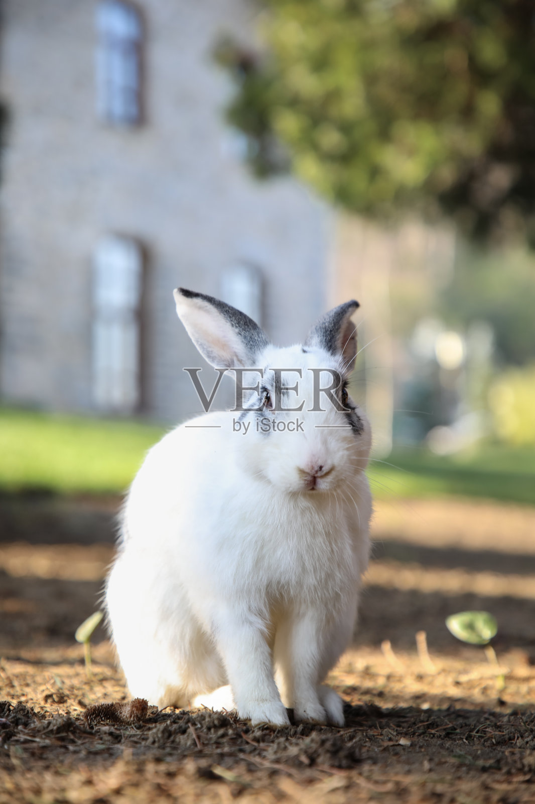 自然界中的白兔照片摄影图片