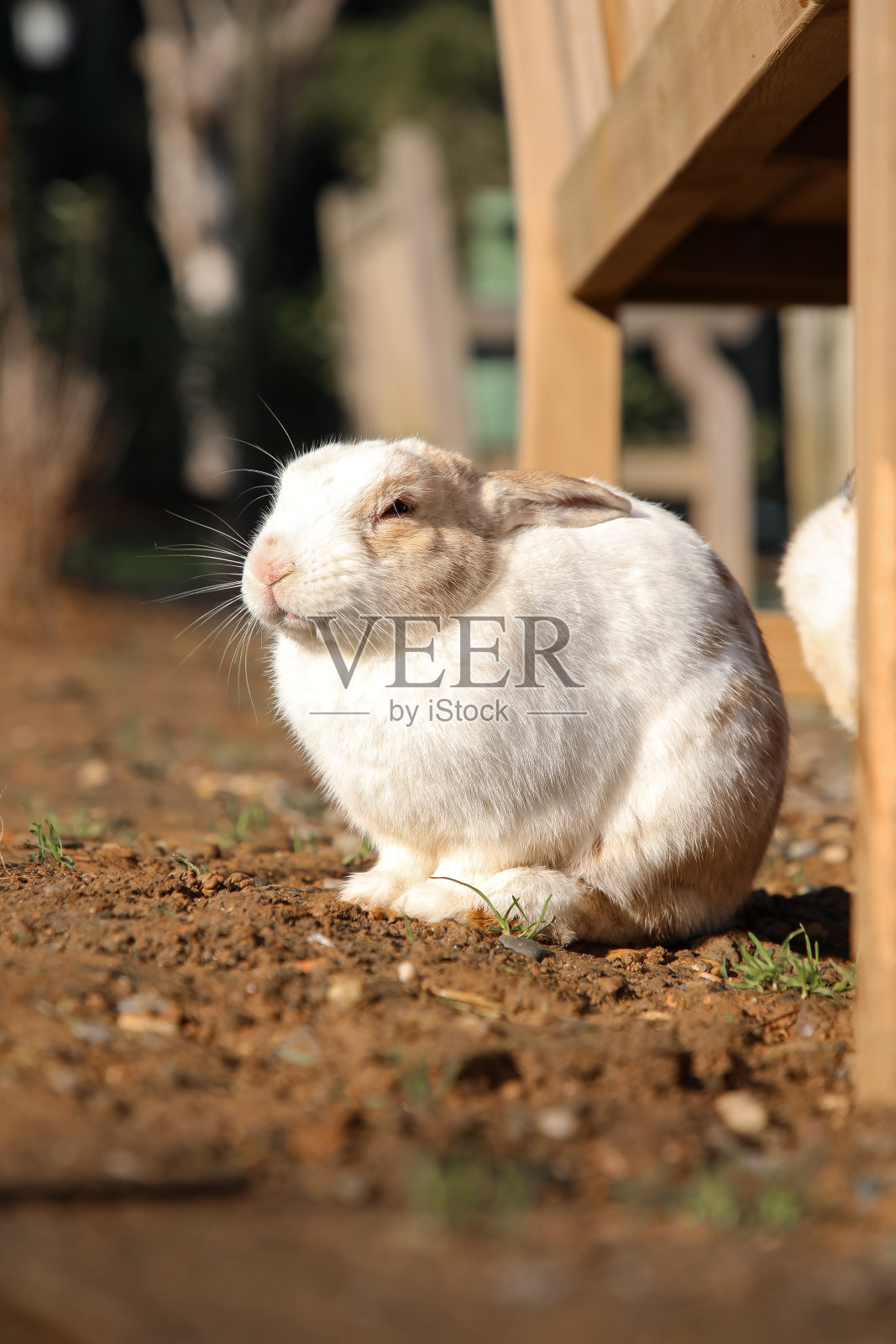 自然界中的白兔照片摄影图片