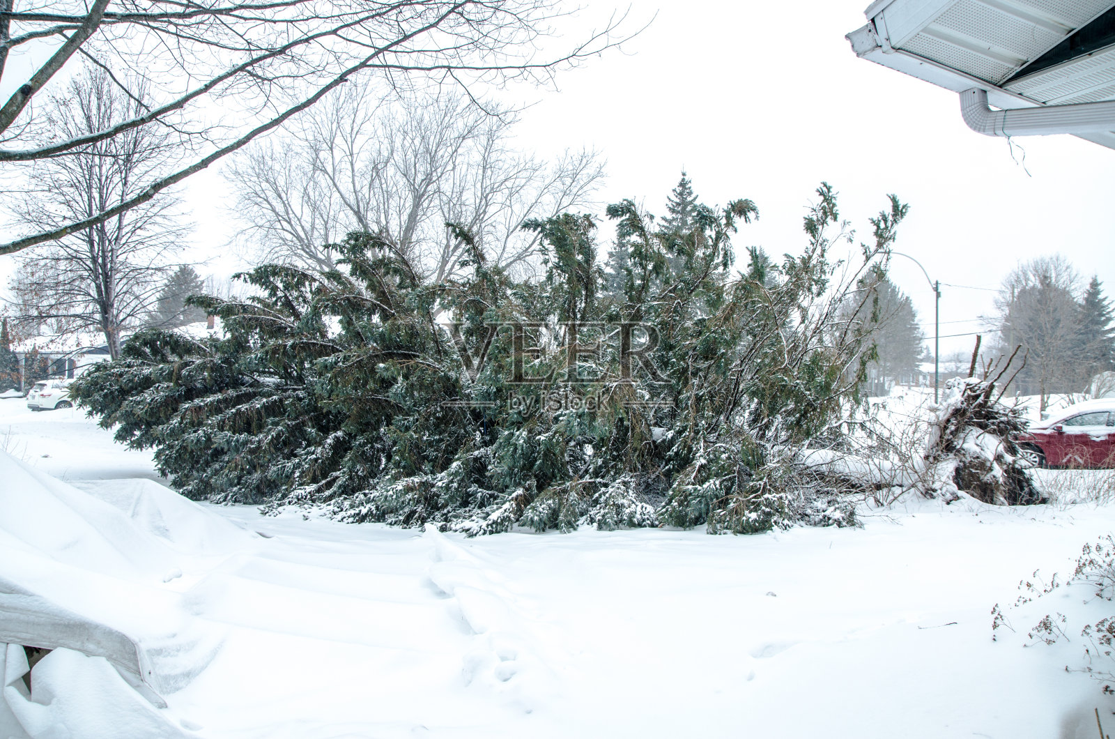 在暴风雪中倒下的高大冷杉树照片摄影图片