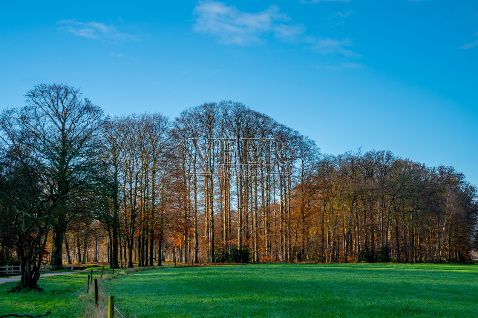 太阳照在草地上的一群树上照片摄影图片
