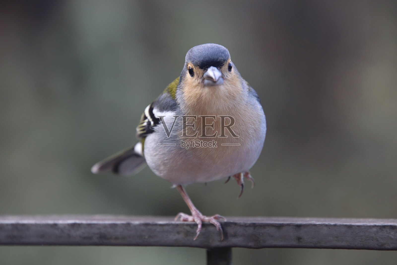 平衡的马德拉苍头燕雀照片摄影图片