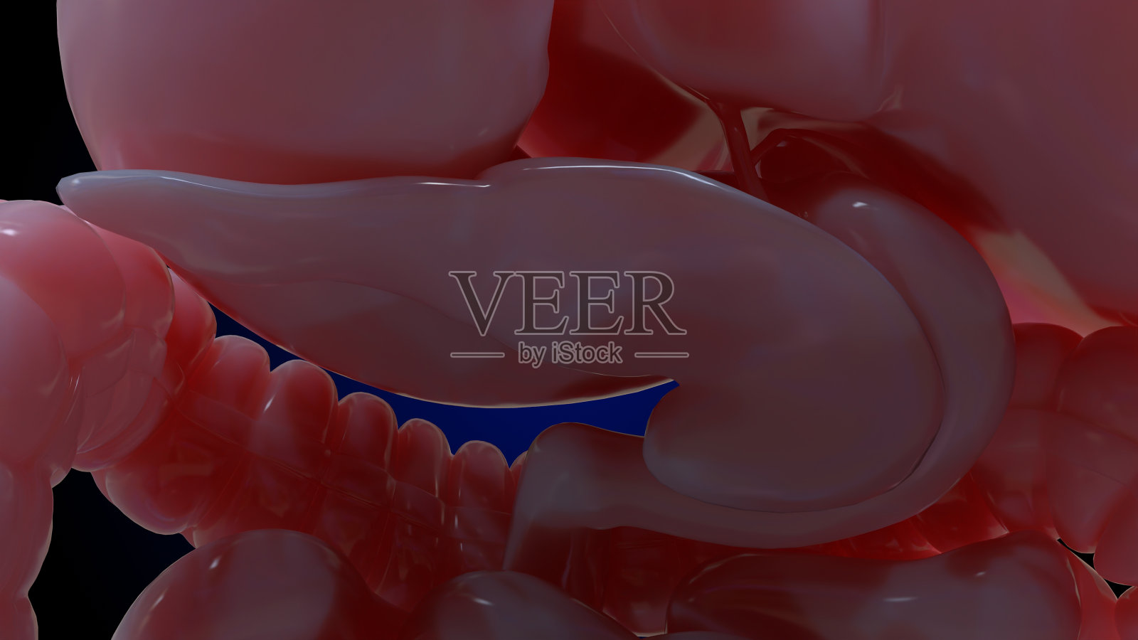 人体消化系统解剖的医学概念3D渲染照片摄影图片