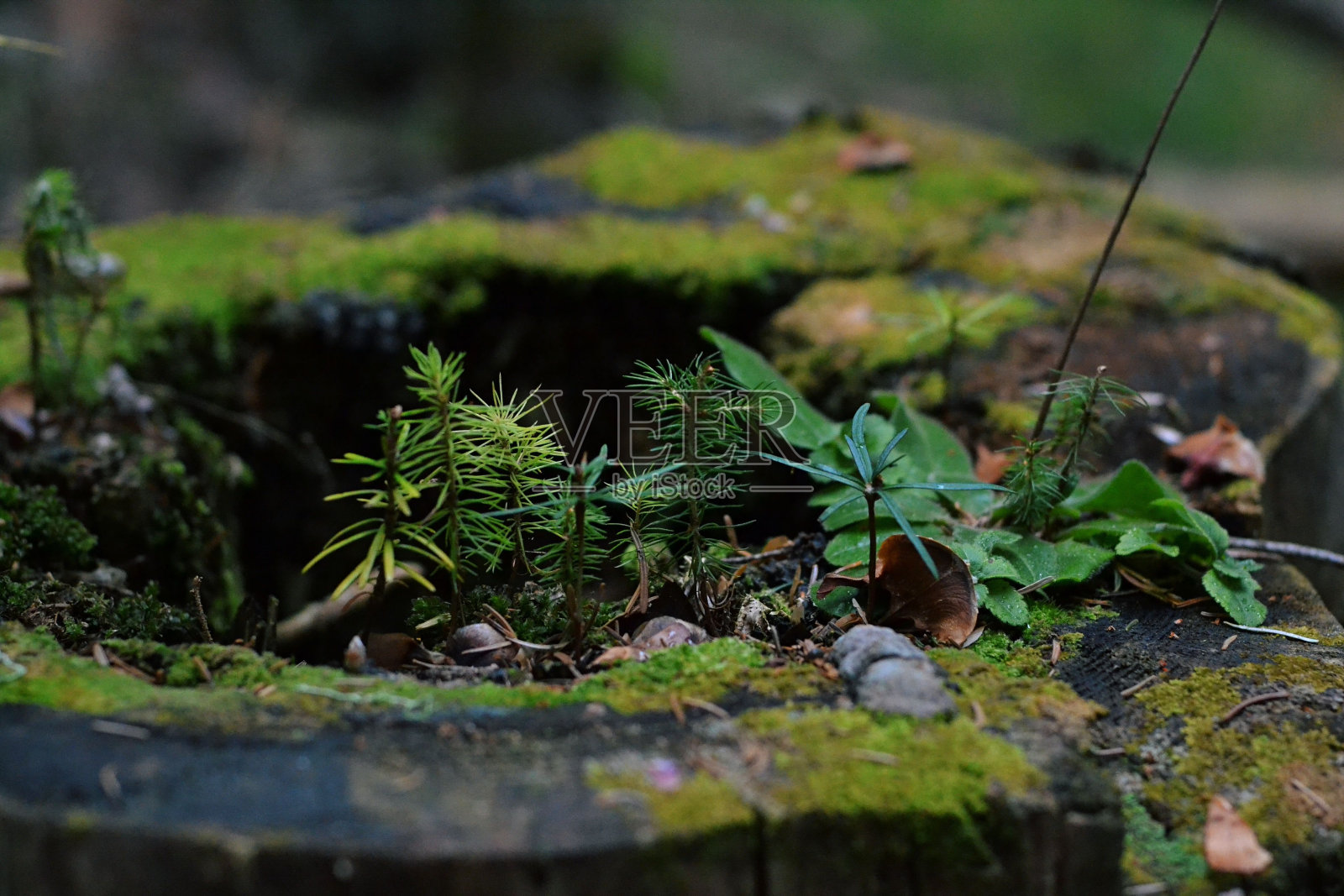 苔藓和绿色覆盖的森林特写镜头照片摄影图片