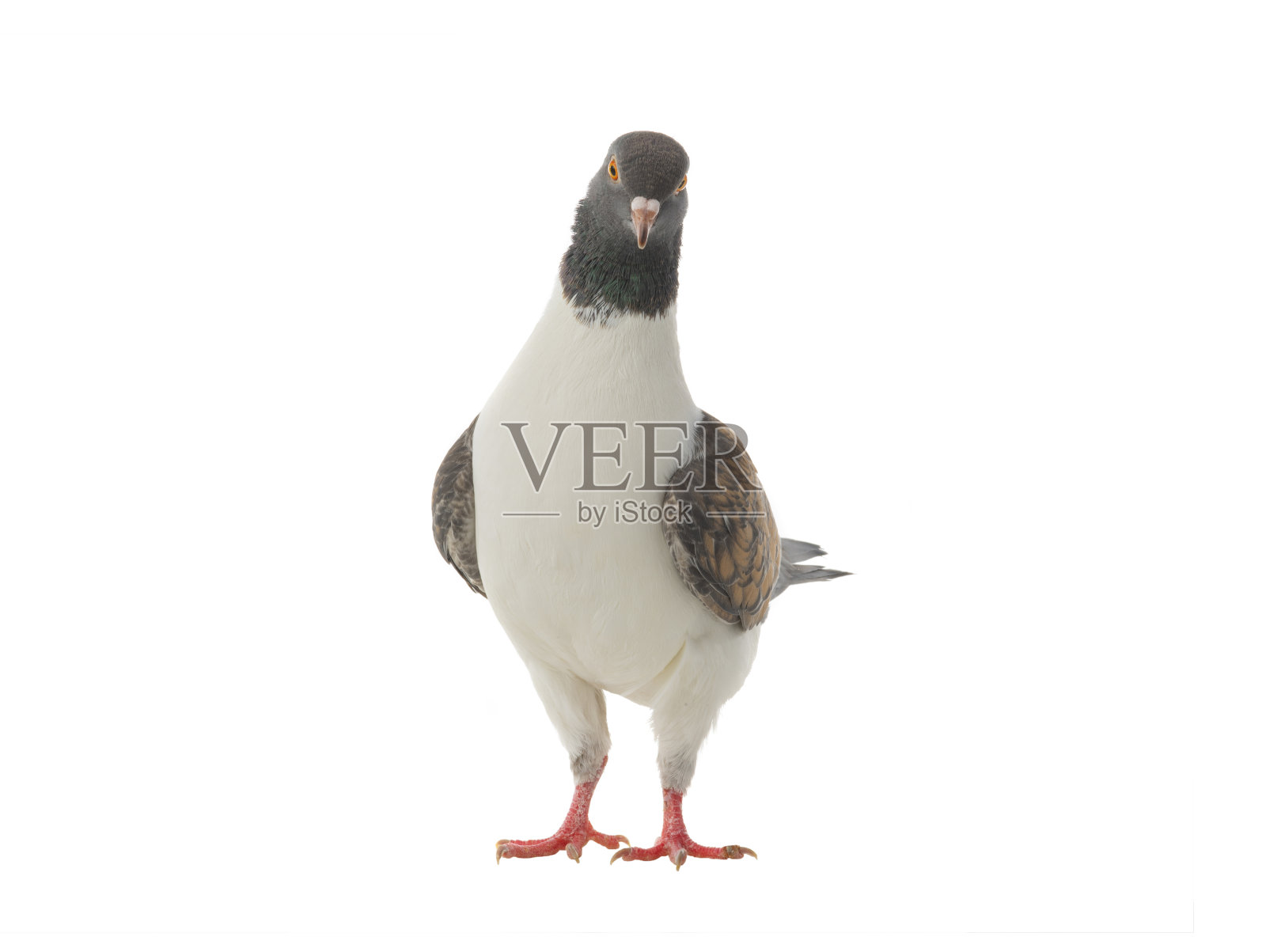 孤立在白色背景上的德国摩德纳鸽子照片摄影图片