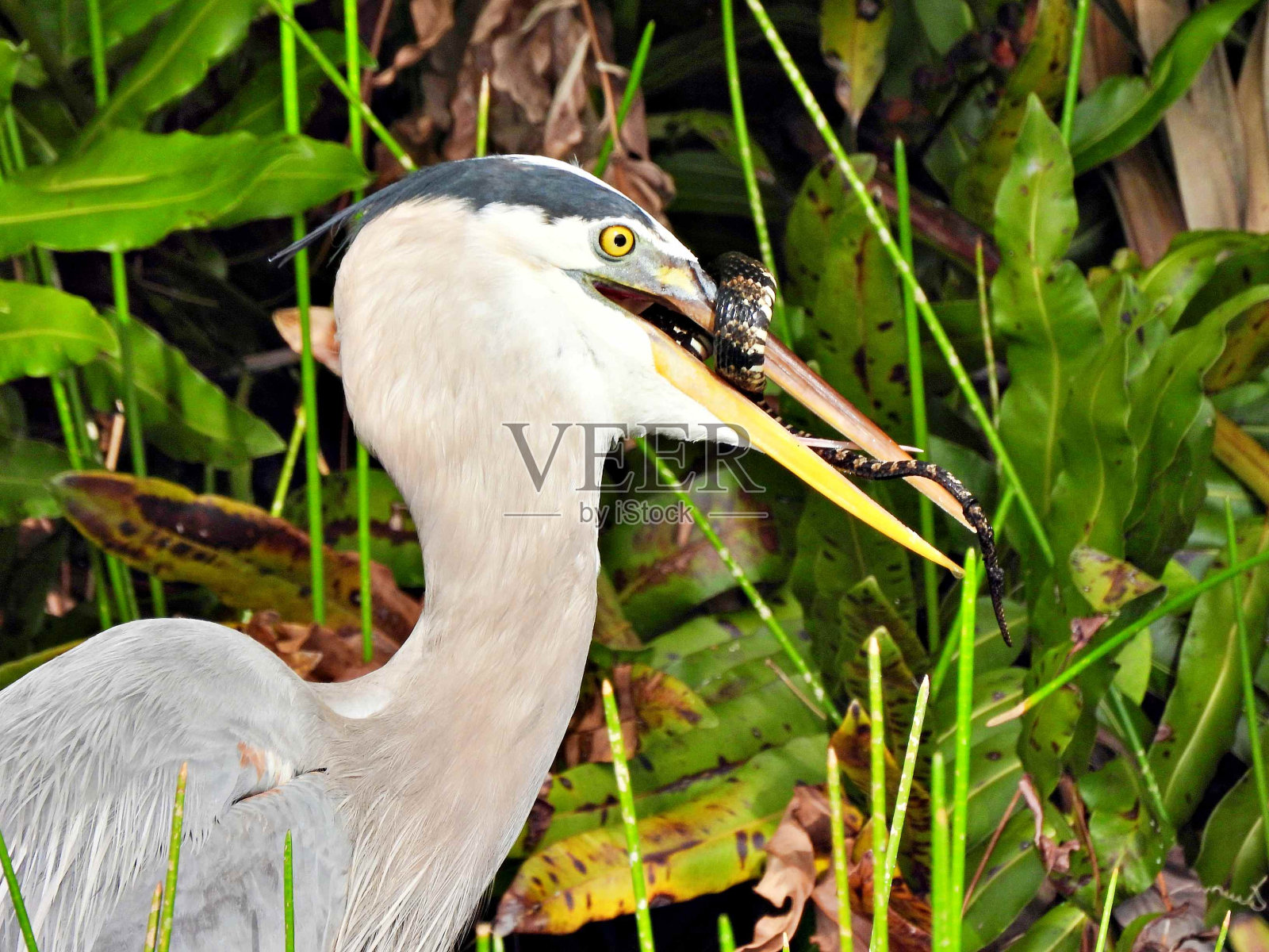 大蓝鹭(Ardea herodias) -嘴里含着一条佛罗里达带状水蛇(Nerodia fasciata pictiventris)，带状水蛇(南方水蛇- Nerodia fasciata)的亚种。长达照片摄影图片