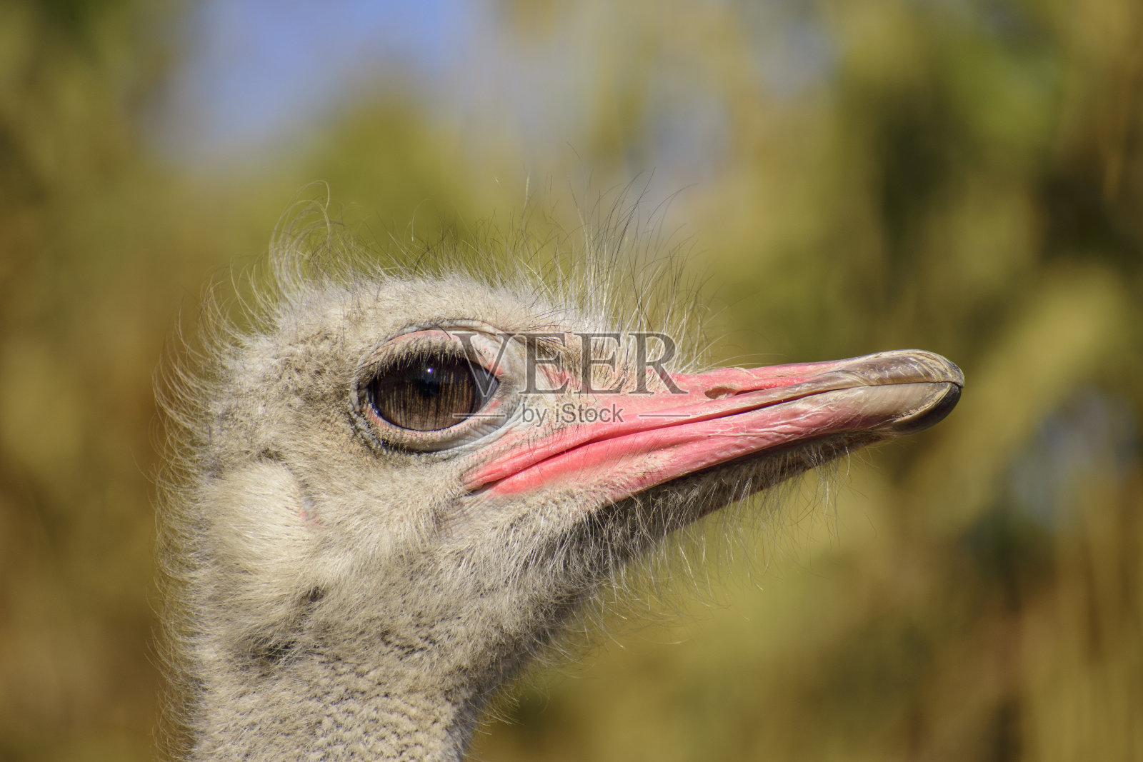 动物园里的鸵鸟特写照片摄影图片