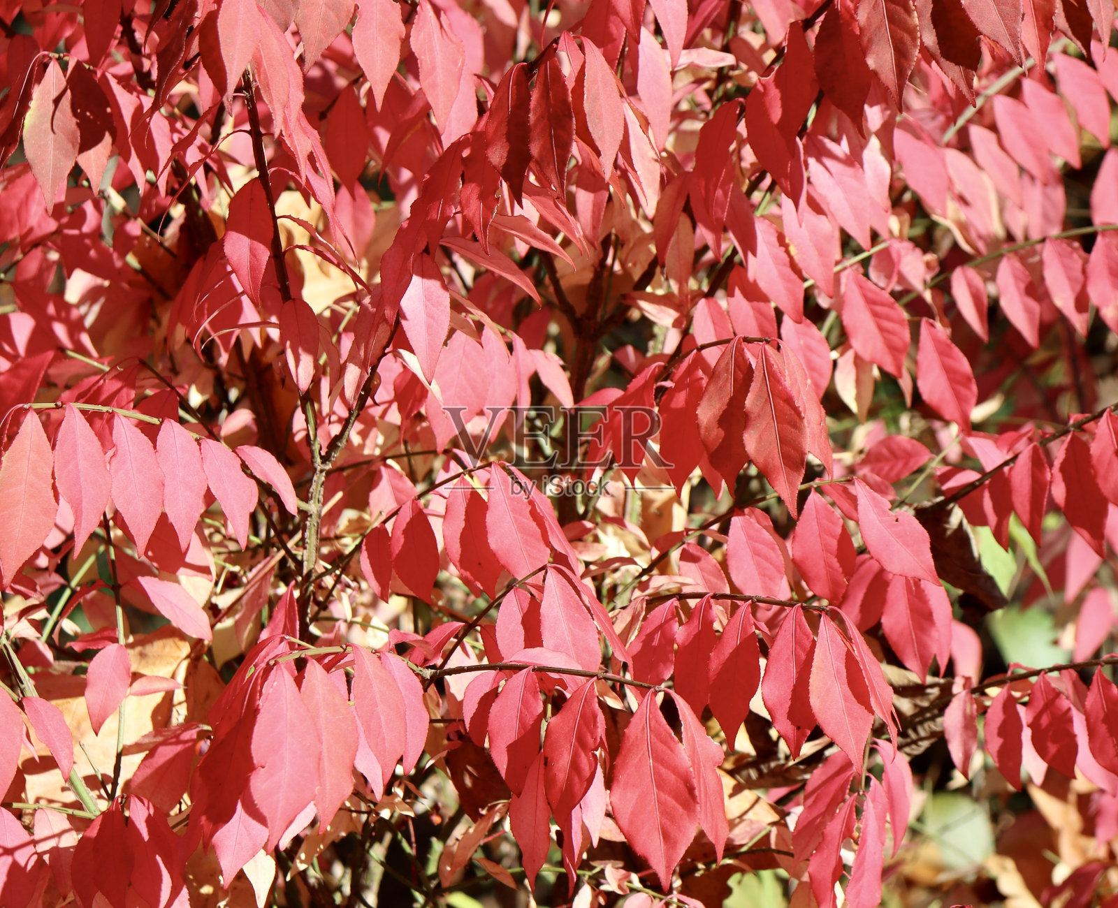 七彩红叶照片摄影图片