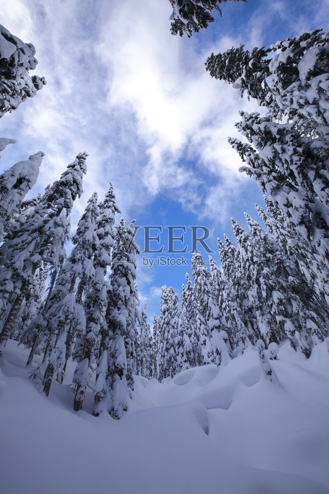 在华盛顿州的斯诺夸尔米山口，美丽的冬季仙境，白雪覆盖的常青树照片摄影图片