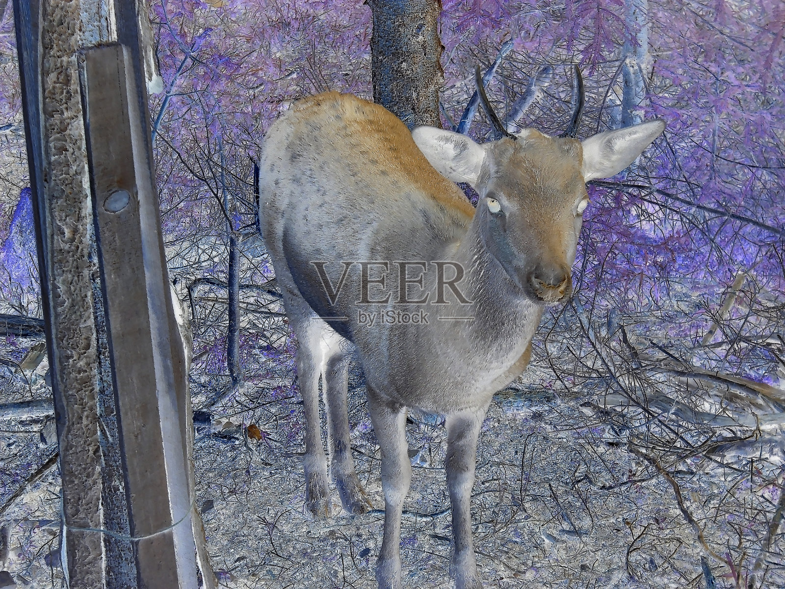 颠倒的颜色-近距离观察在村庄Bila围场的小鹿，捷克。照片摄影图片