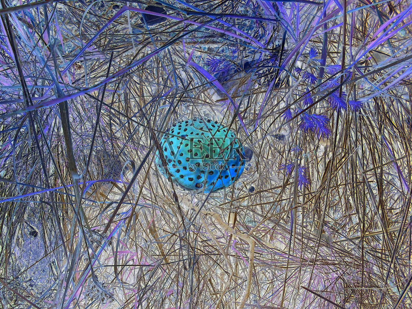 倒装图-干草中有毒危险的毒蕈菌。秋天的场景。照片摄影图片