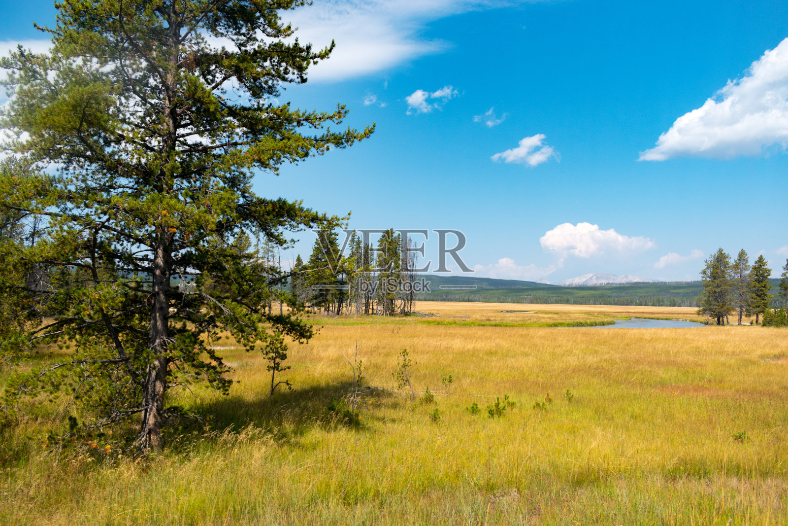 美国怀俄明州黄石国家公园的草原和森林景观。照片摄影图片
