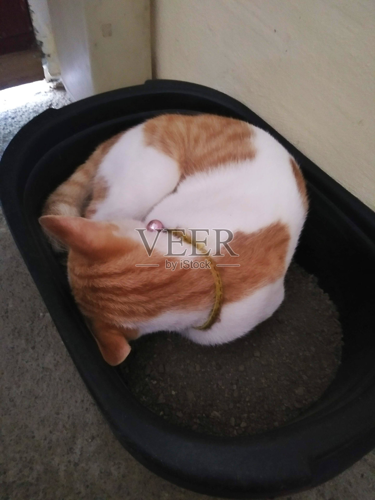 猫睡在猫砂桶里照片摄影图片