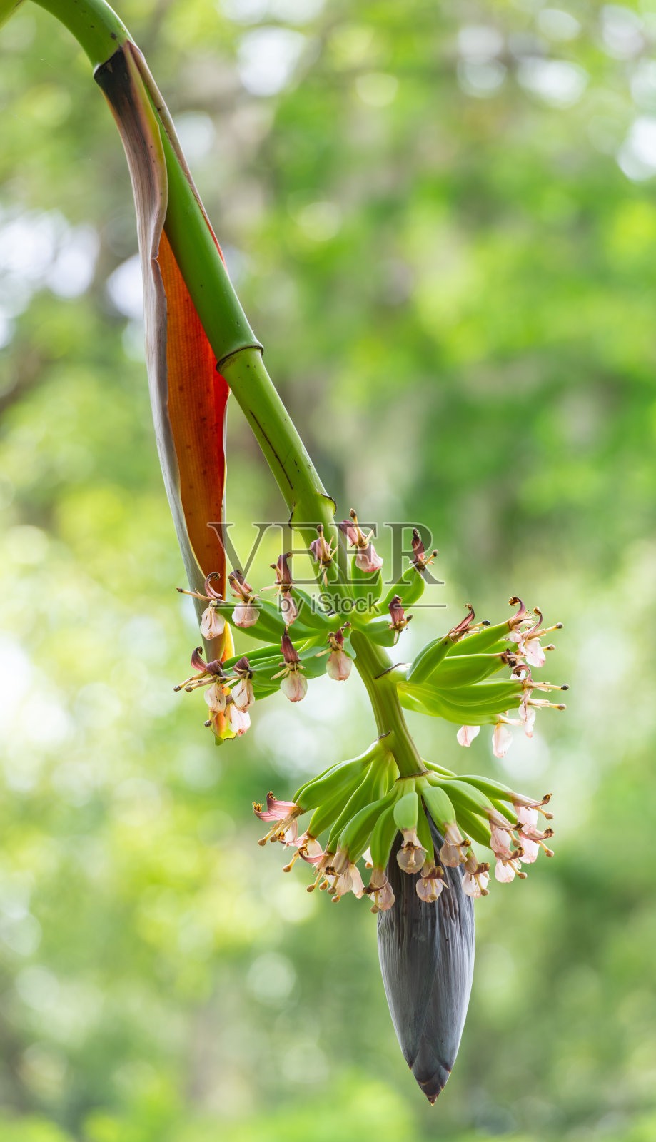 树枝上一朵花的特写照片摄影图片