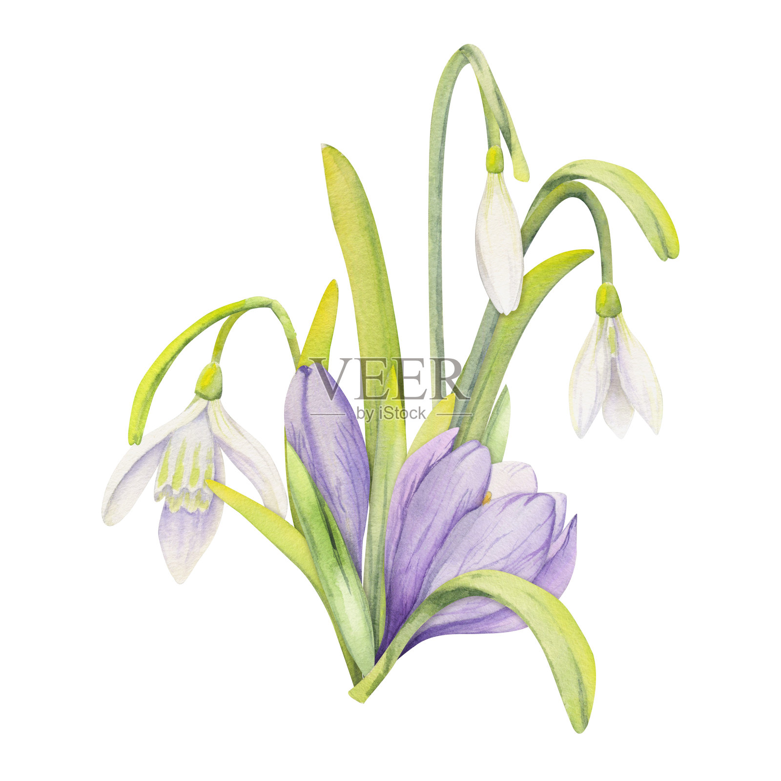 水彩手绘构图与春天的花朵，番红花，叶和茎，弓，礼品标签。孤立在白色背景上。用于请柬，婚礼，贺卡，壁纸，印花，纺织品。插画图片素材