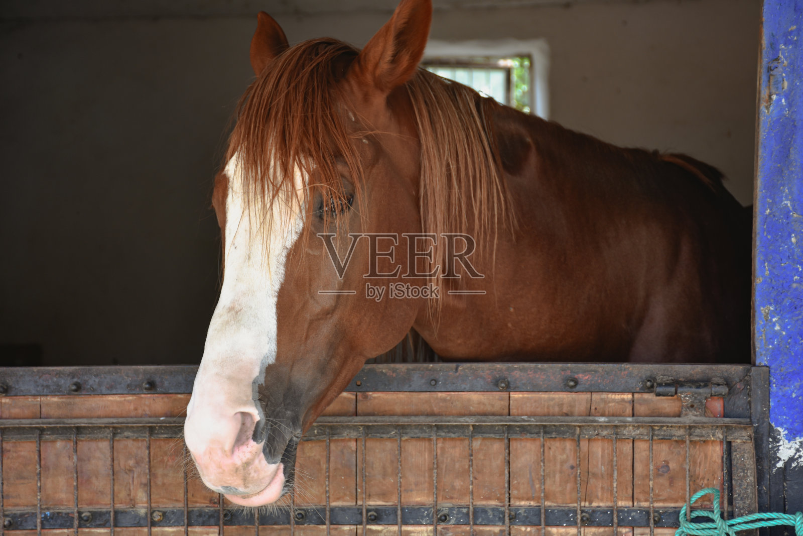 特写肖像一匹棕色的马站在马场看着窗外的马厩照片摄影图片