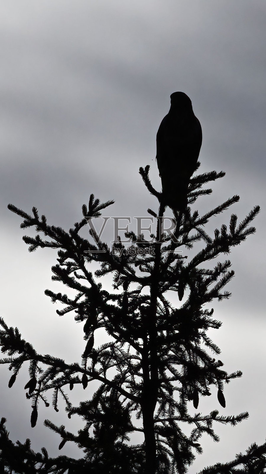 垂直拍摄树上的北鹰鸮照片摄影图片