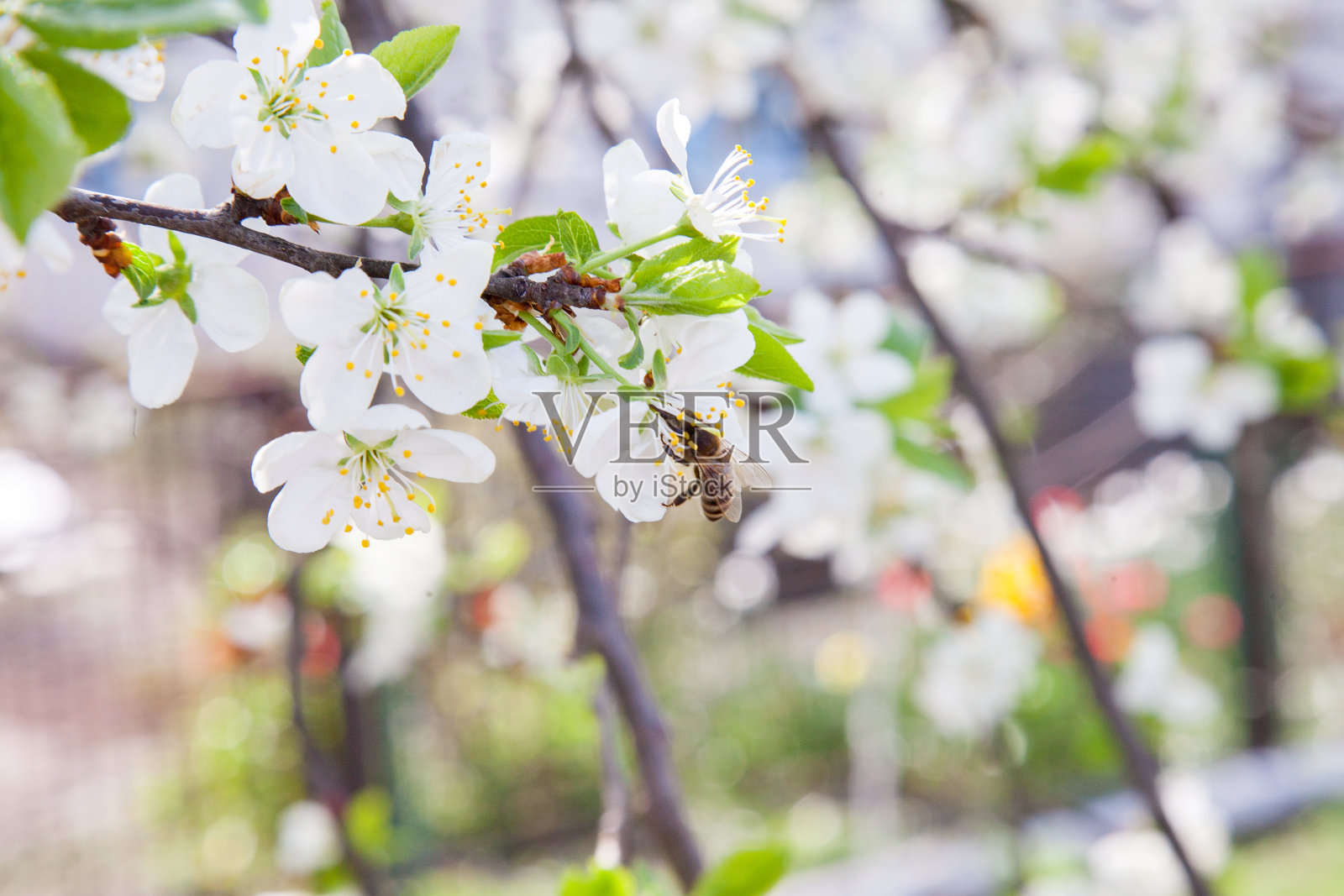 蜜蜂在苹果树的白花上采集花粉和花蜜，酿出具有药用价值的甜蜂蜜。照片摄影图片