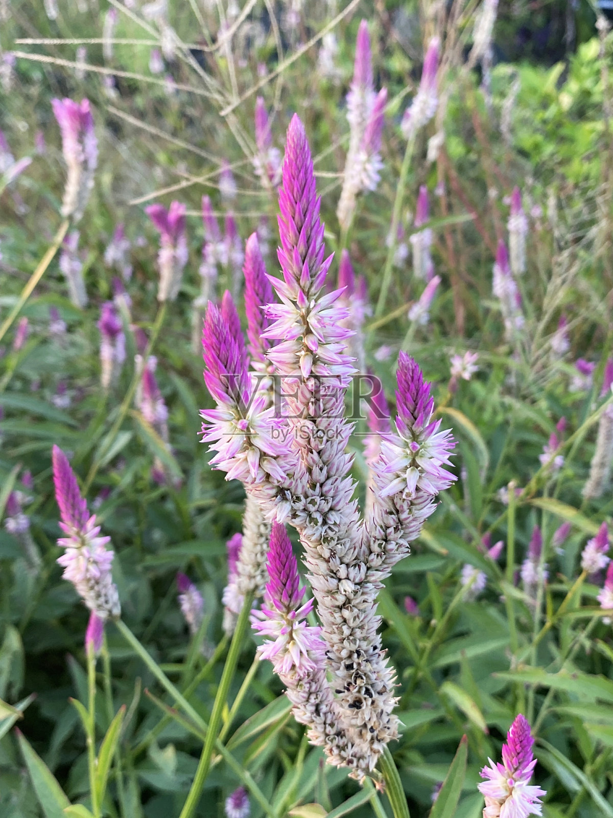 大自然花园里的鸡冠花照片摄影图片