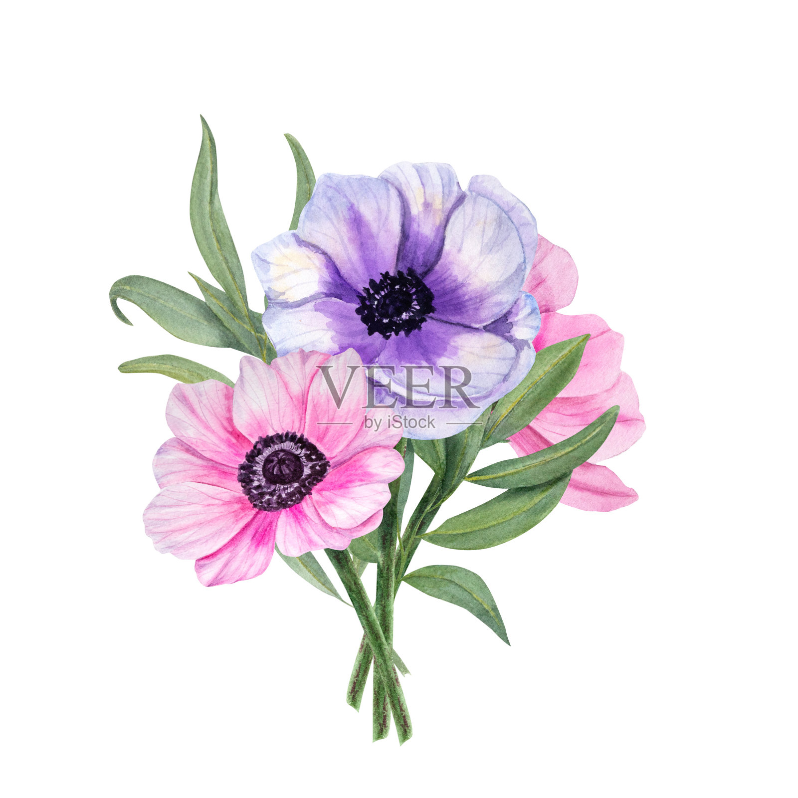 白色背景上有桉树的海葵。水彩插图。用于情人节，婚礼请柬，生日和母亲节卡片，海报，纺织品设计，封面，背景，印花，图案插画图片素材