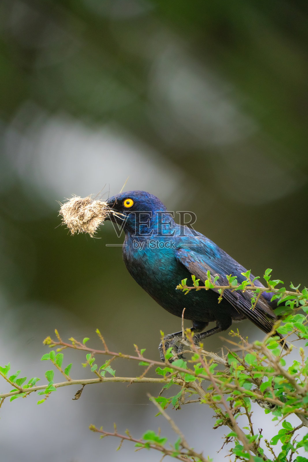 一个海角光泽椋鸟收集筑巢材料与模糊的背景。照片摄影图片