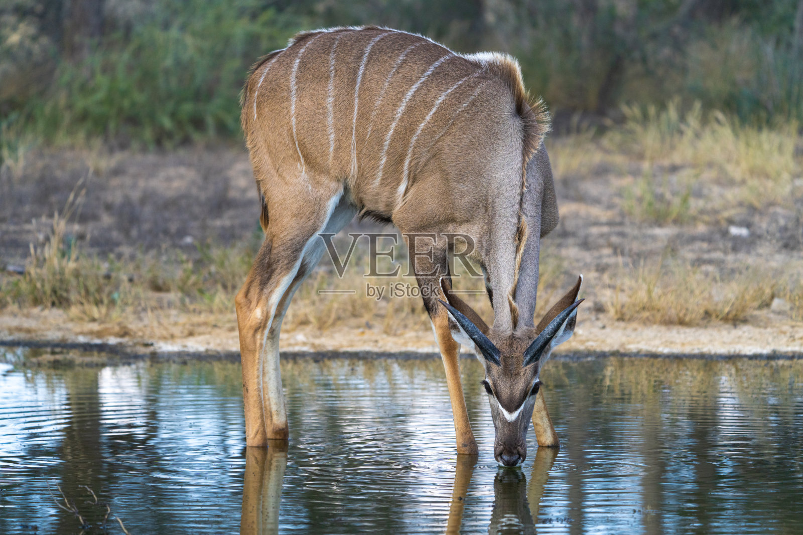 一只年轻的库杜牛在小水坑里喝水。照片摄影图片