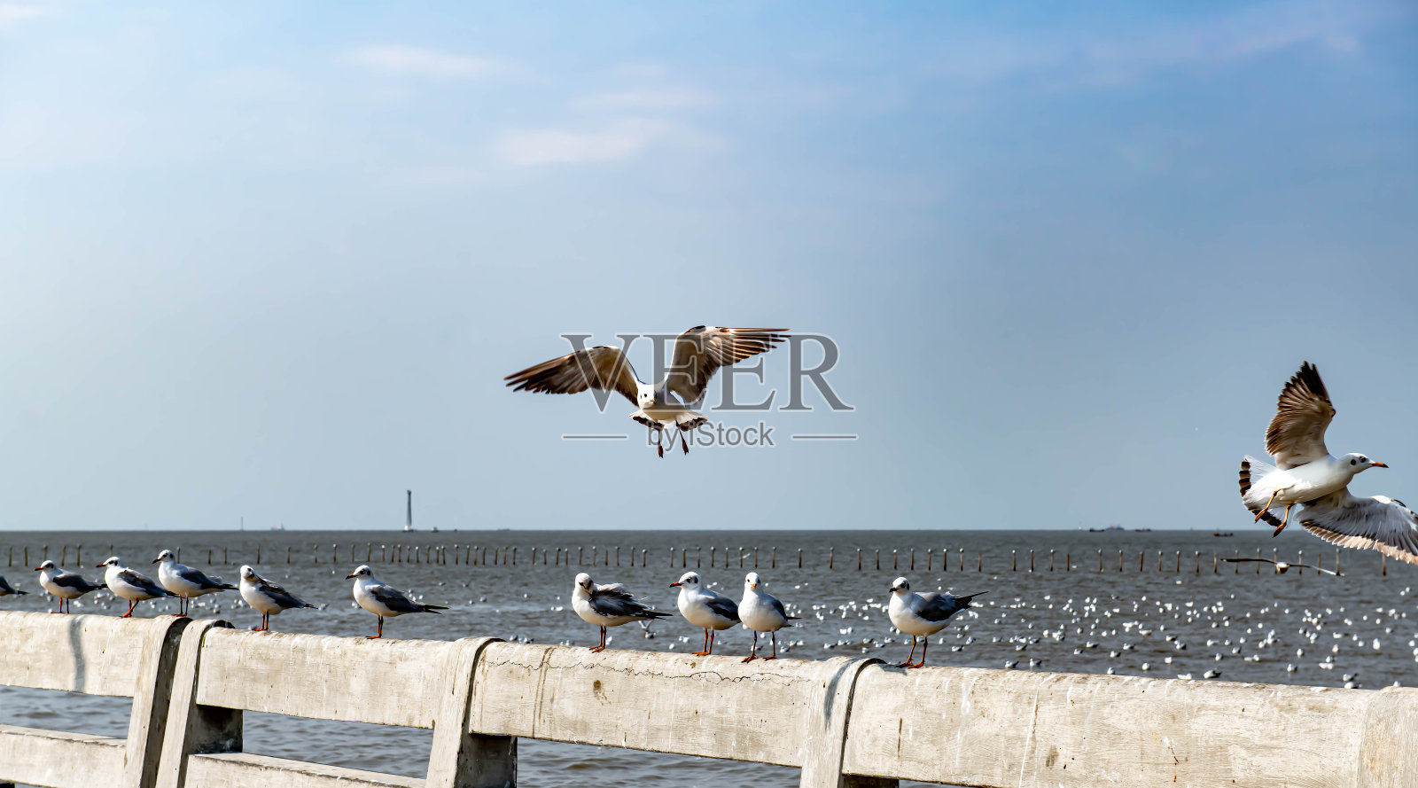 海鸥飞照片摄影图片