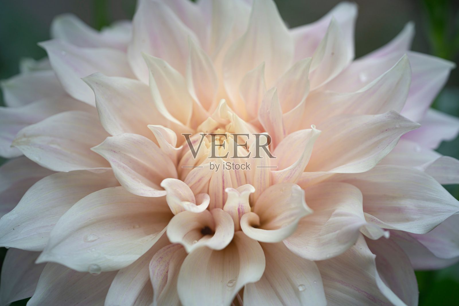 一个盛开的淡粉色大丽花的特写镜头照片摄影图片