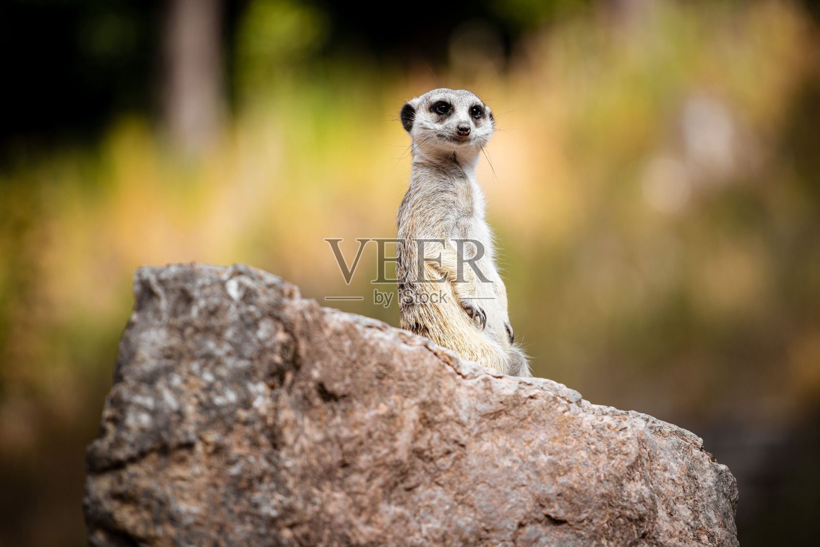 一只可爱的猫鼬坐在一块平坦的岩石上照片摄影图片