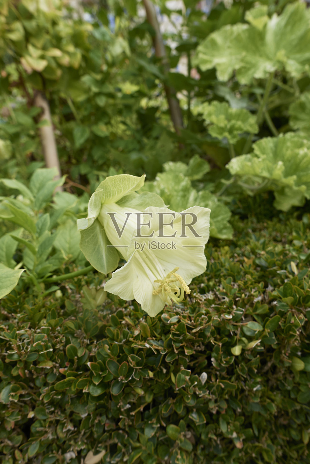 科贝斯斯。阿尔巴花特写照片摄影图片