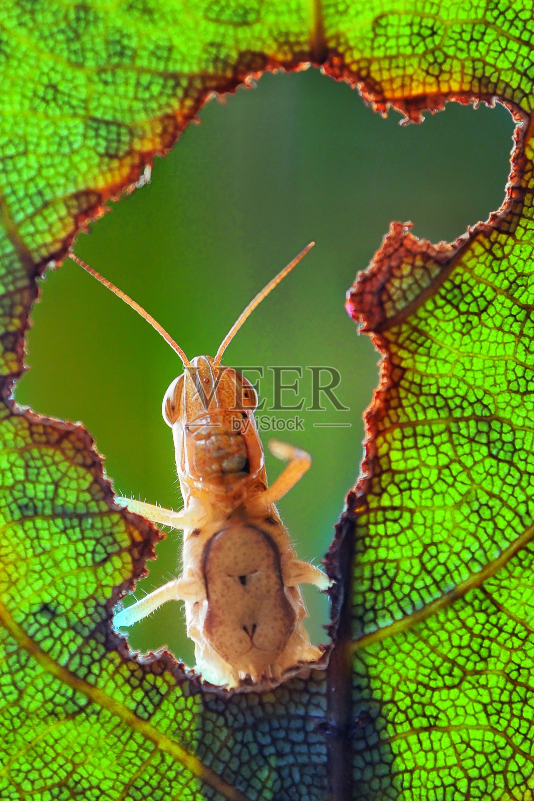 海照片摄影图片