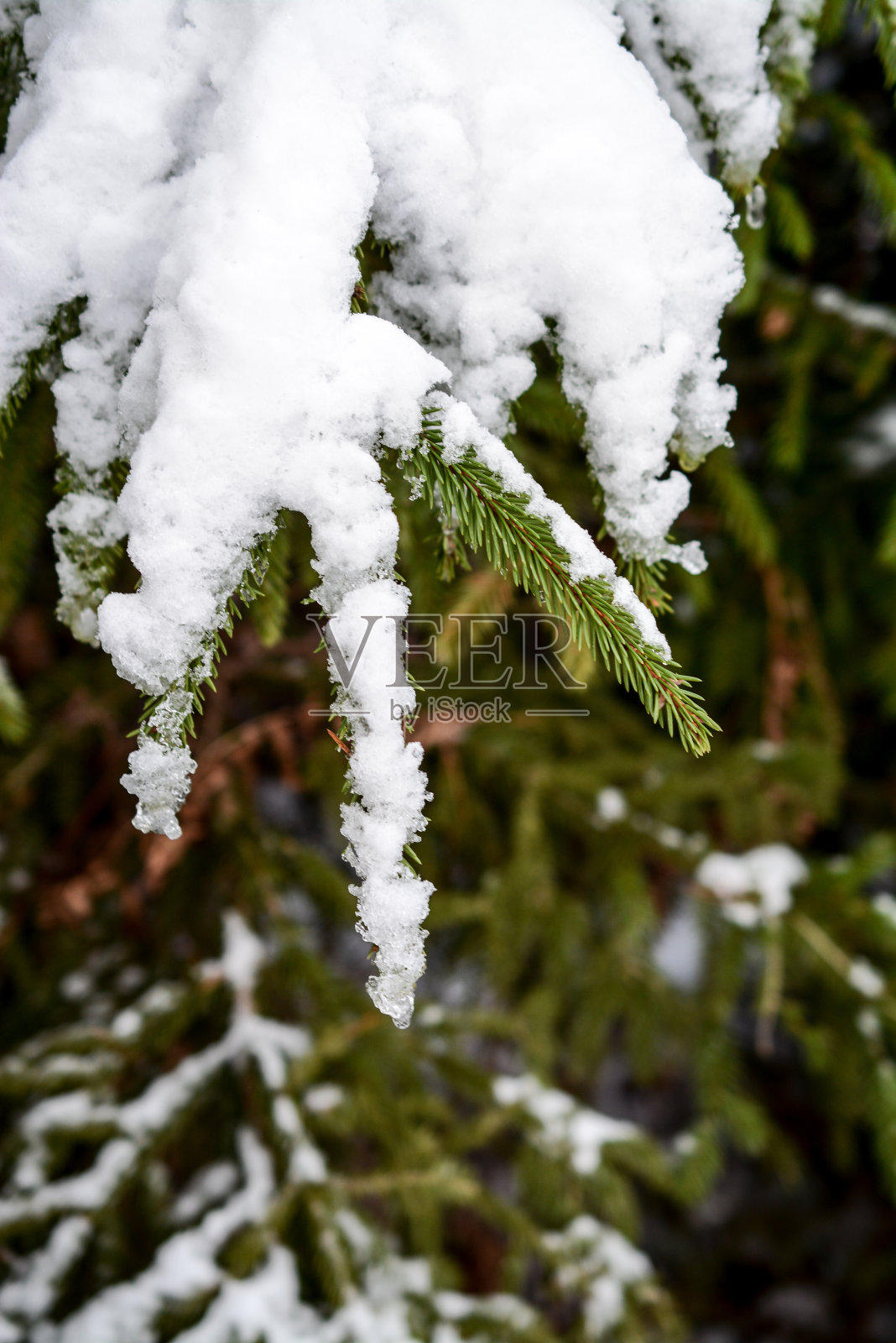 雪落在冷杉树枝上，在森林里照片摄影图片