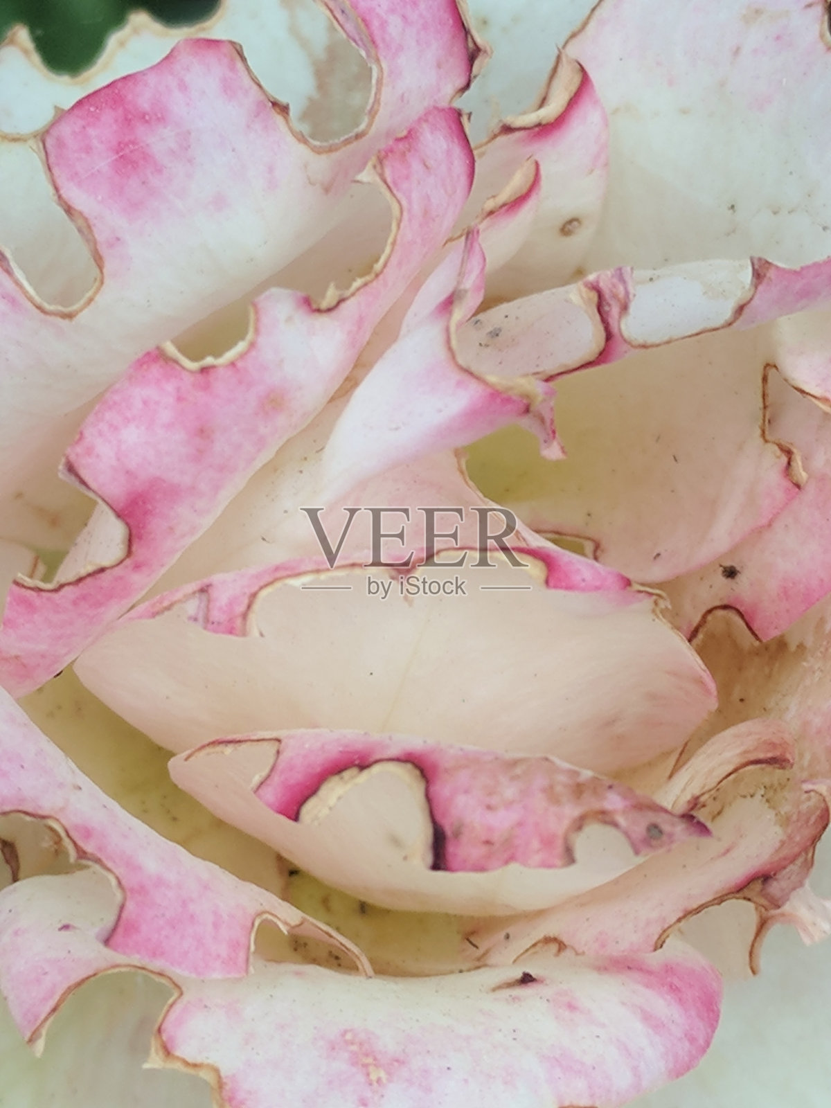 粉红色和白色的花瓣照片摄影图片