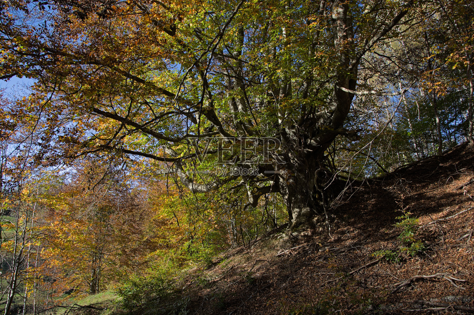 秋天的树照片摄影图片