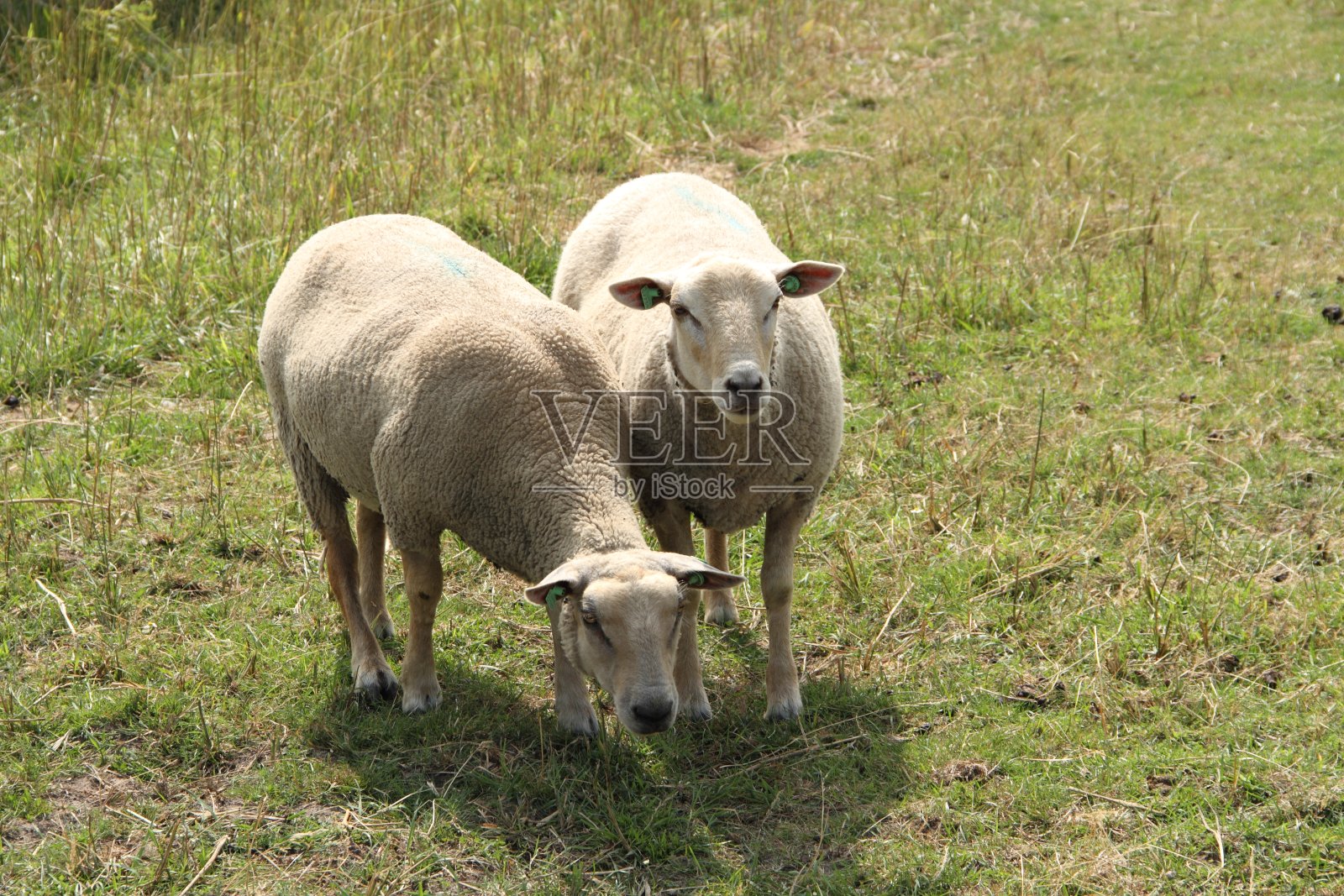 一群羊照片摄影图片