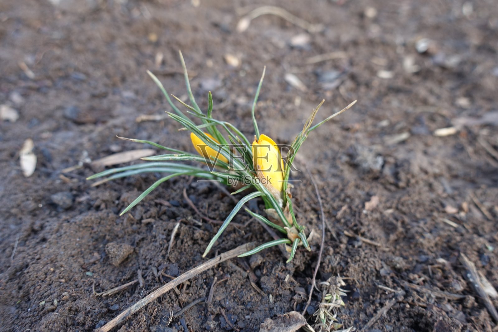 2月两株黄番红花的花蕾照片摄影图片