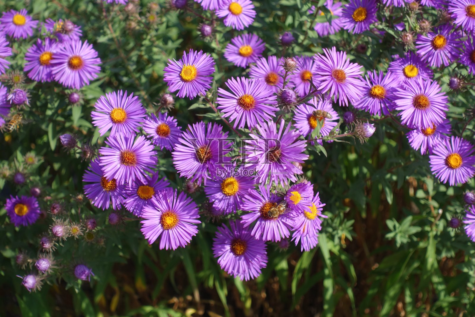 九月，新冠紫花与蜜蜂的特写照片摄影图片