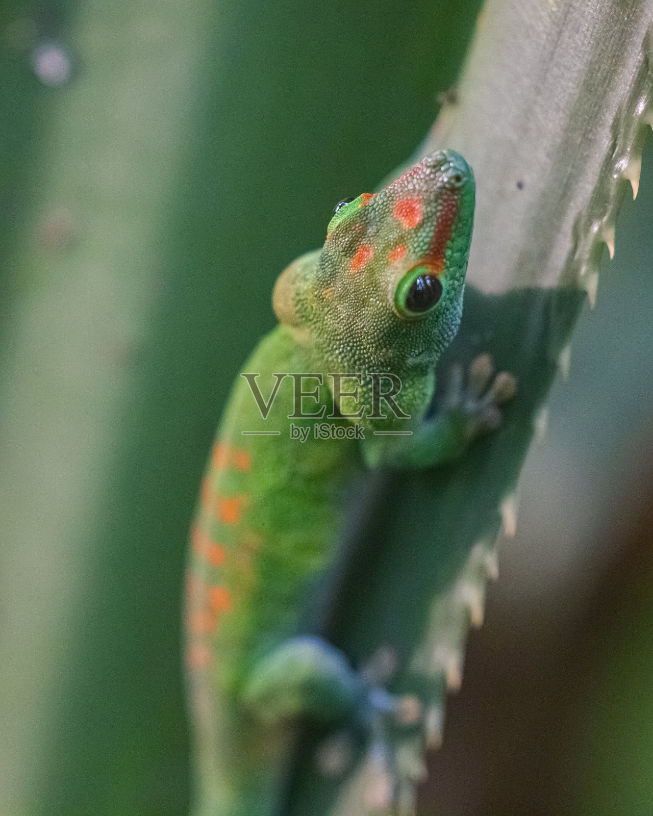 壁虎照片摄影图片