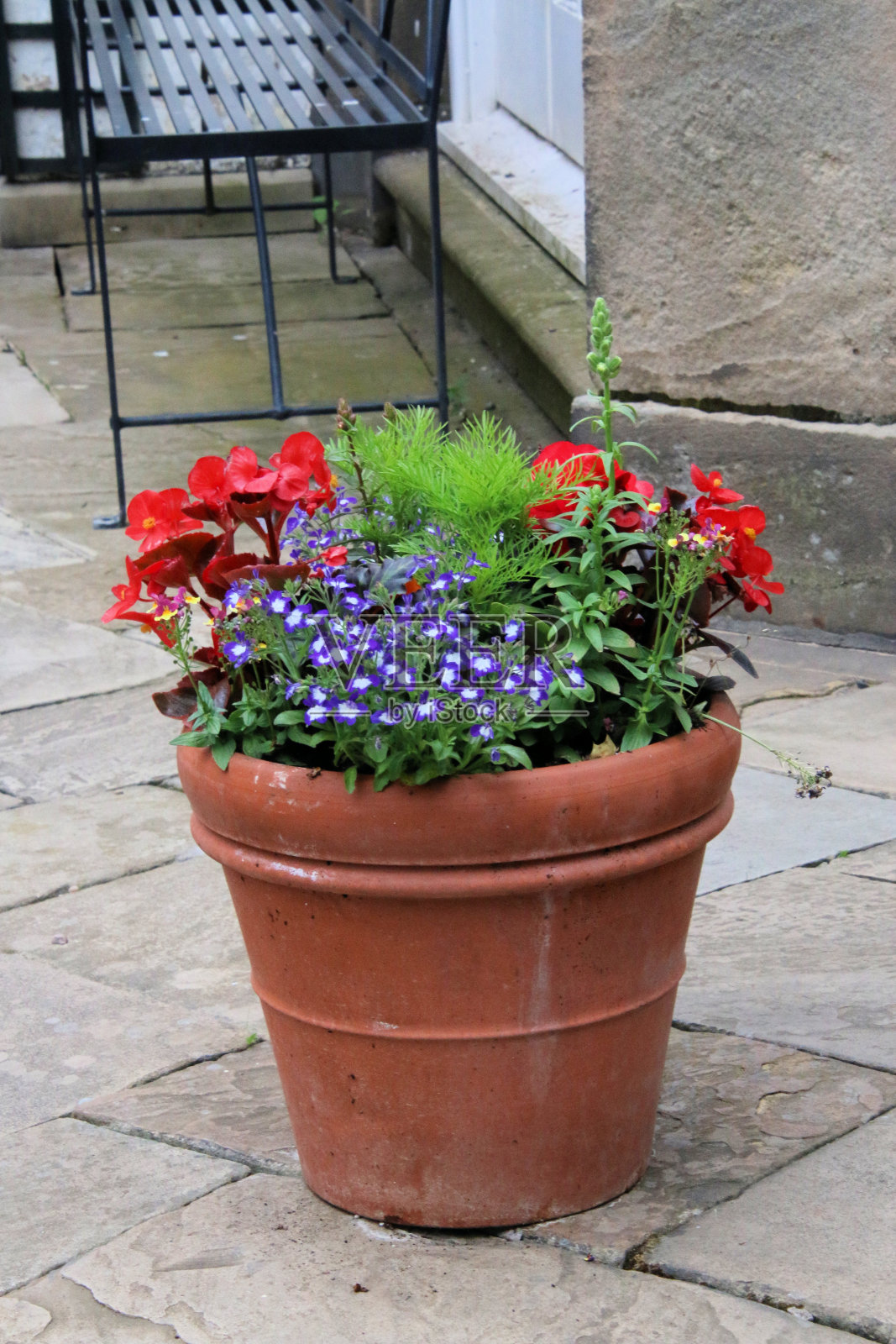 一些花的景色照片摄影图片