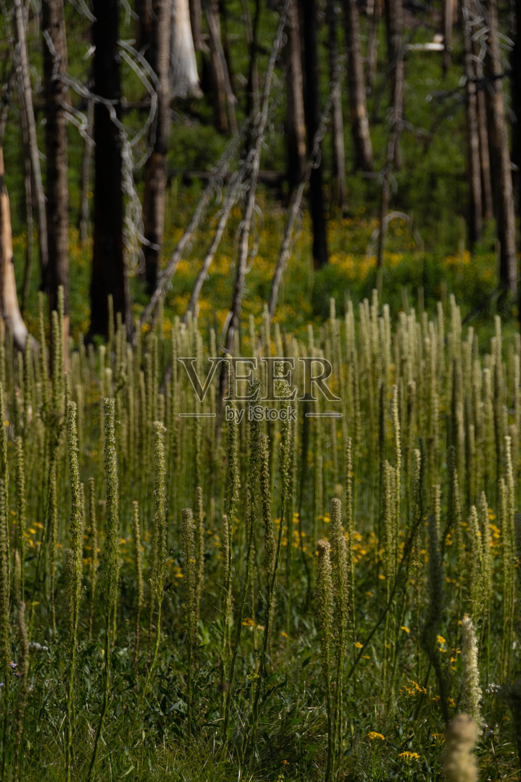森林火灾后重新生长的草地景观照片摄影图片