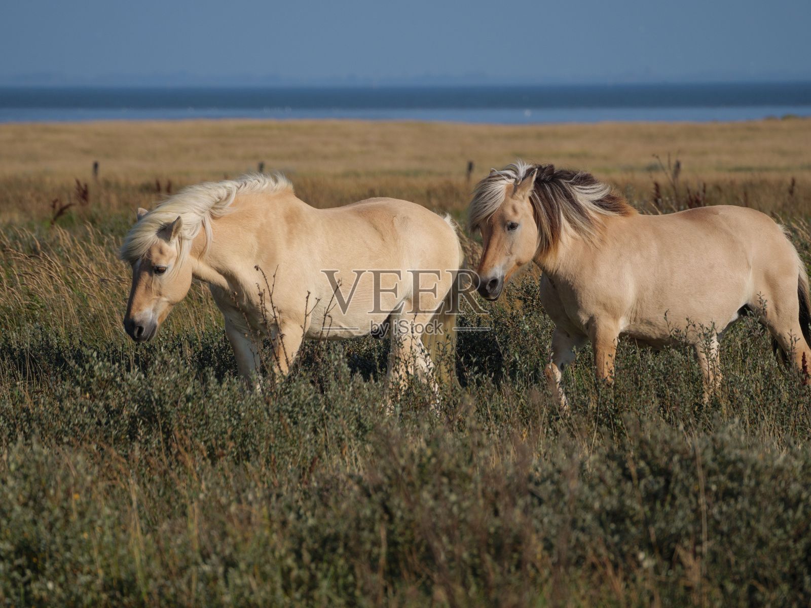 一对可爱的小马在德国尤斯特的乡村田野上吃草照片摄影图片
