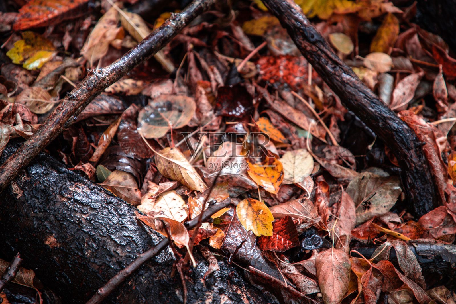 森林地面上潮湿的秋叶特写照片摄影图片