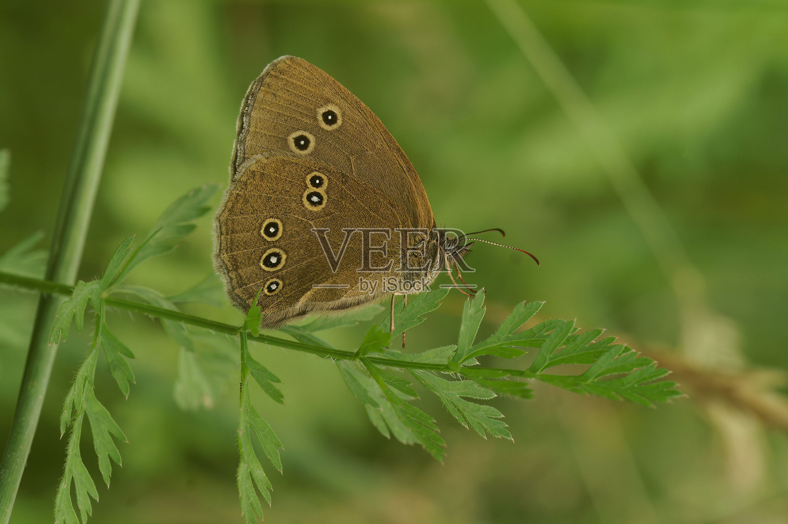 大耳大耳大耳大耳大耳大耳在植物茎上的特写照片摄影图片