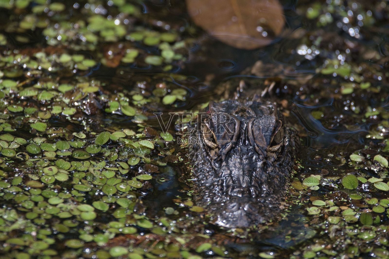 湖面上的小短吻鳄的特写照片摄影图片
