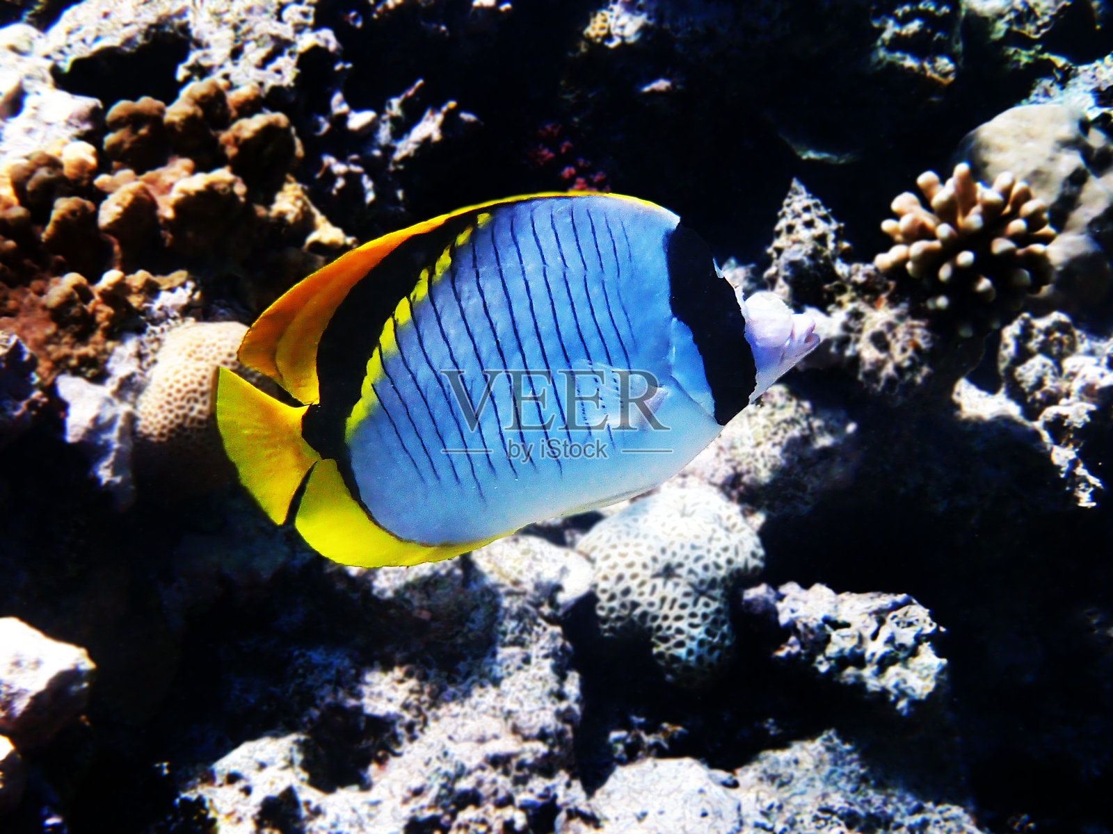 线纹蝴蝶鱼照片摄影图片