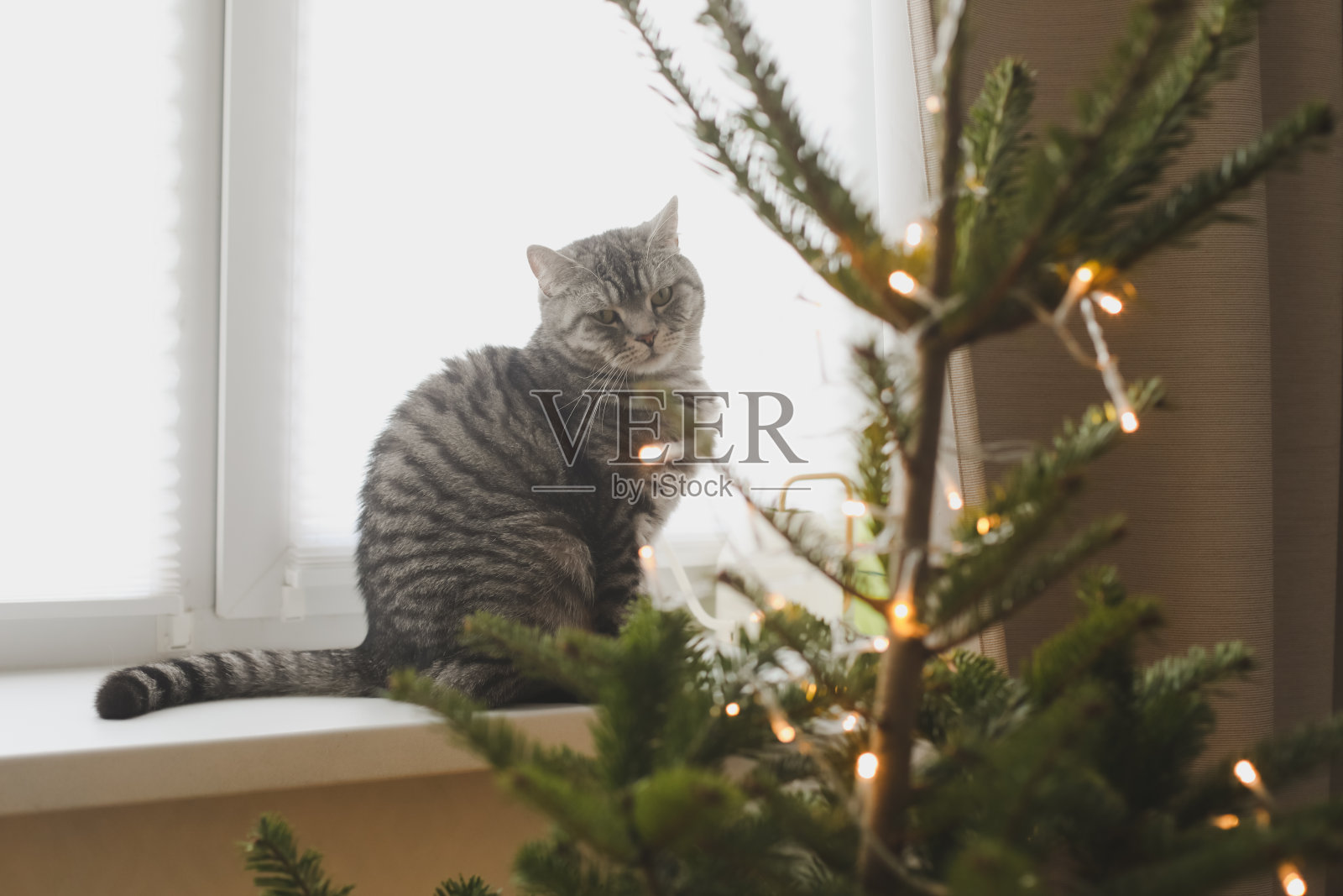 有趣的猫和装饰好的圣诞树，圣诞快乐，新年快乐照片摄影图片