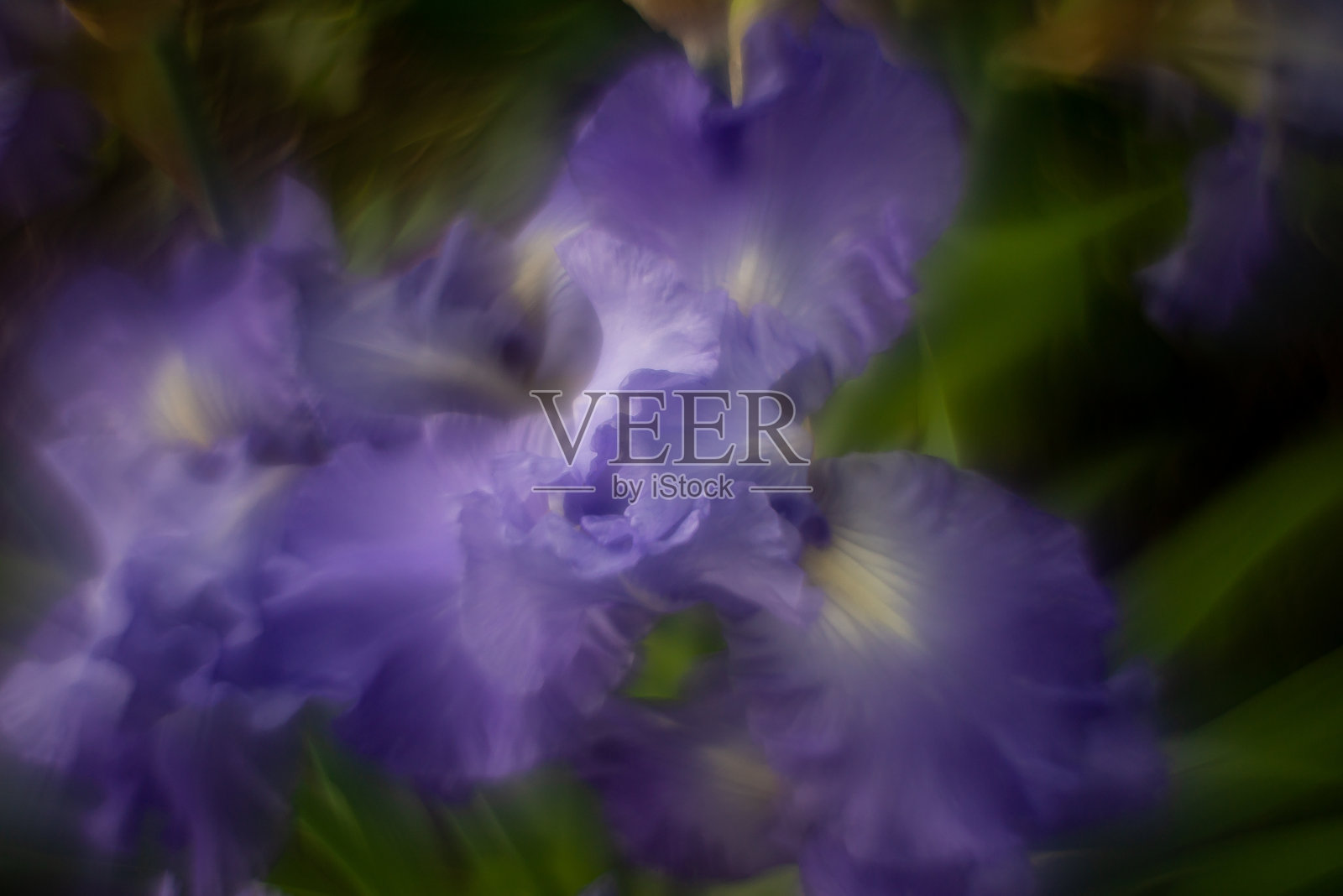 花卉和植物旋转散景巨型太阳神。照片摄影图片