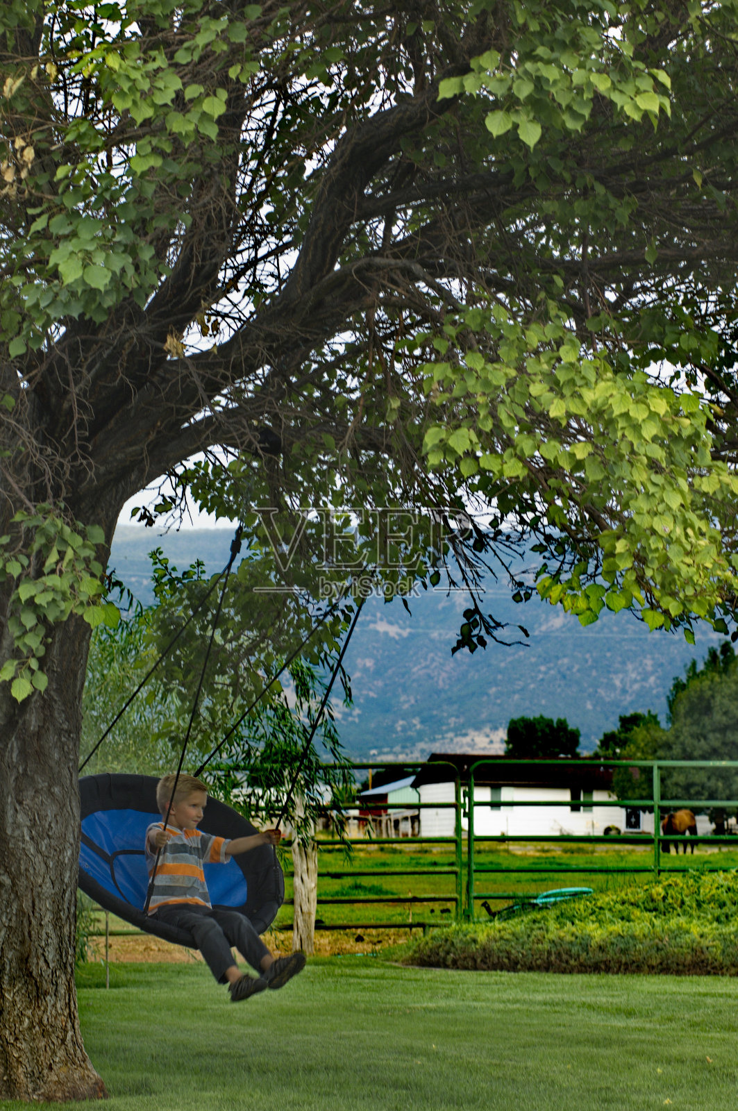 男孩在乡村的树上荡秋千。照片摄影图片